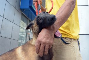Special Report | Rabies: Myths and Truths in Davao - Mindanao Times