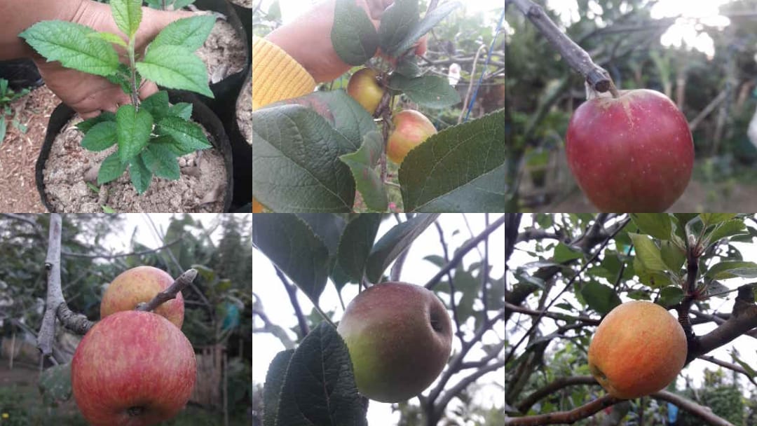 Digos farmer grows Fuji apples at foot of Mt. Apo