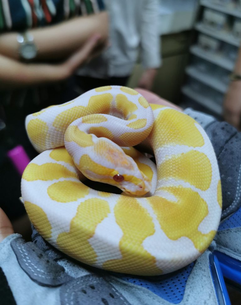 WANDERLUST | Ball Pythons Make Good Pets