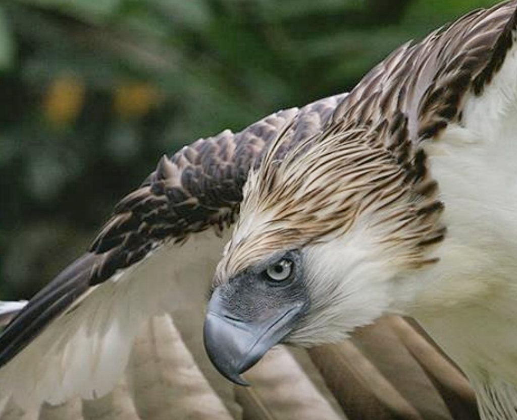 Wanderlust | Philippine Eagle Week goes digital