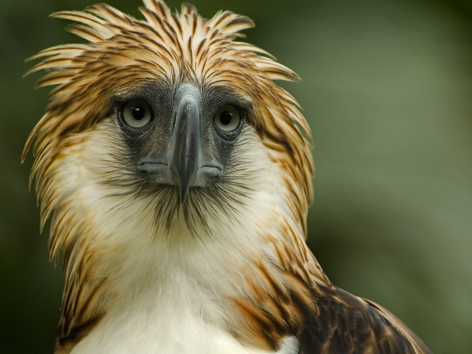 Philippine Eagle gets much-needed lifeline