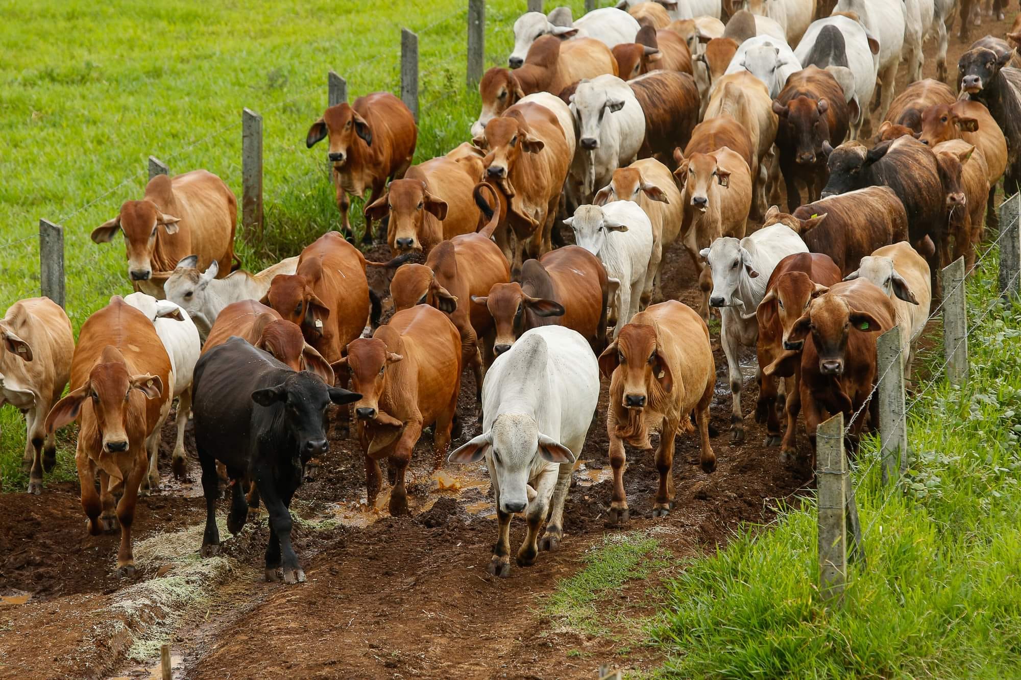 bukidnon-ranch-shifts-away-from-traditional-cattle-breeding-through